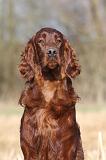 SETTER IRLANDAIS 436
